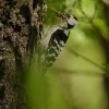 Strakapoud maly - Dendrocopos minor - Lesser Spotted Woodpecker 9561